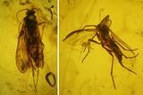 Fossil Caddisfly (Trichoptera) & a Fly (Diptera) in Baltic Amber #183594-1